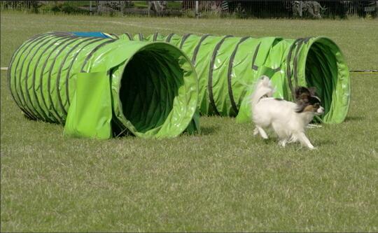 PVC pet tunnel